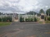 Old Cemetery, Uralla